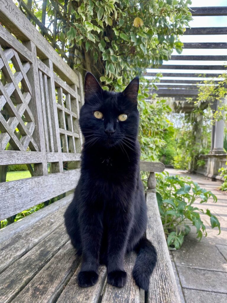 Animal Reiki sessions from Reiki2Day provided by Paulina Wasiak